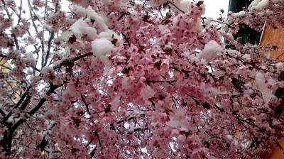 ...y a pesar de todo han florecido los cerezos
